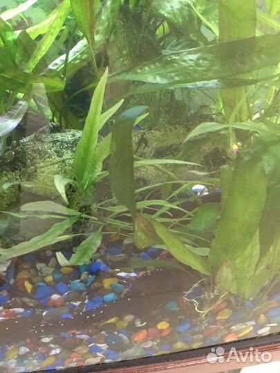 Аквариумное растение
