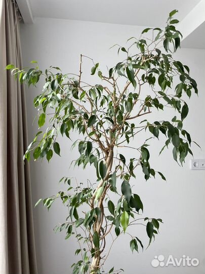 Фикус бенджамина