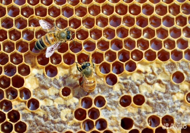 2024 Мёд натуральный из Алтая опт