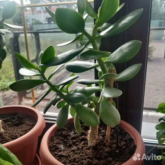 Толстяка (денежное дерево)