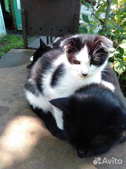 Кошка в дар бесплатно