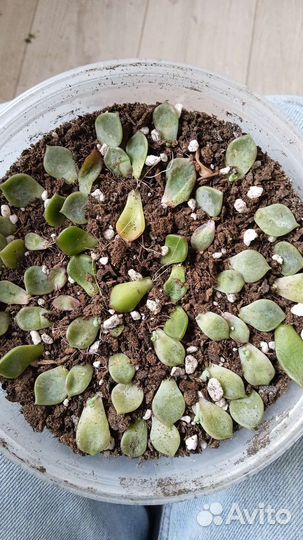 Суккуленты на листе