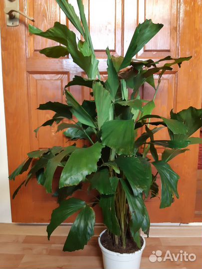 Домашние растения