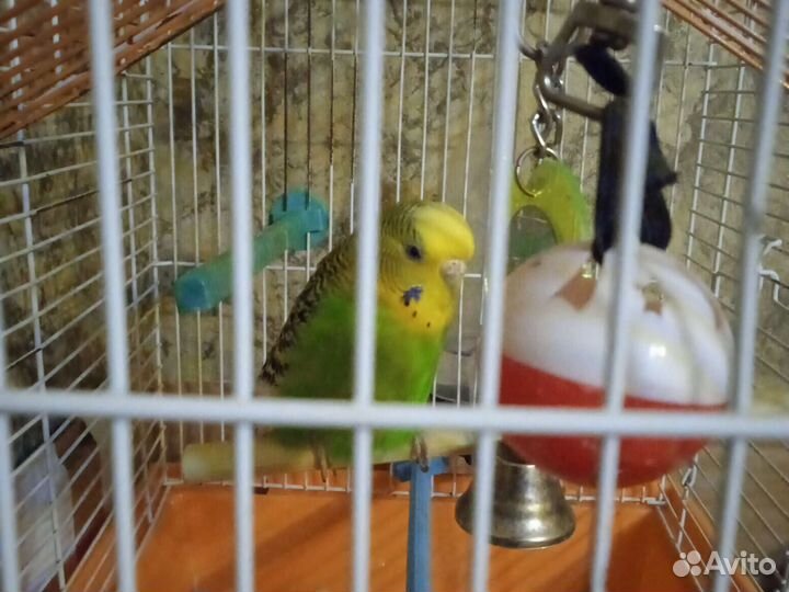 Волнистый попугай с клеткой