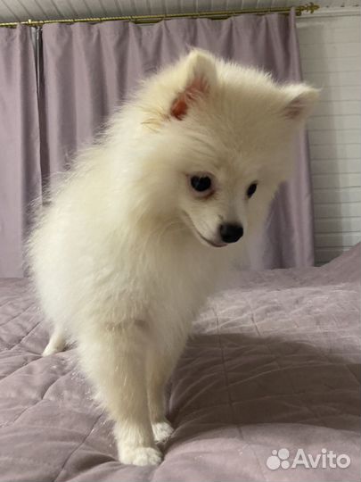 Померанский шпиц