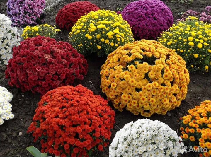 Хризантема