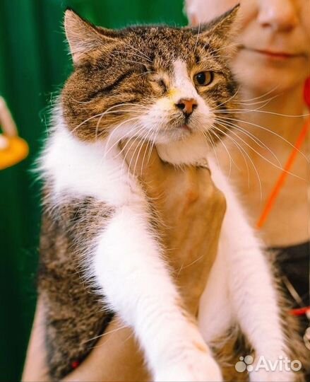 Кот в добрые руки