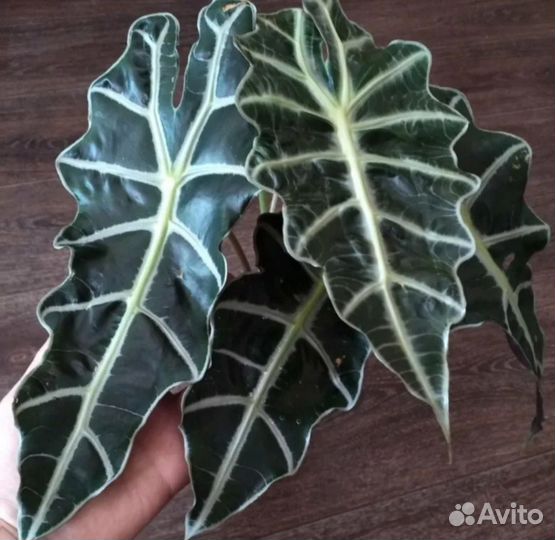 Комнатные растения цветы