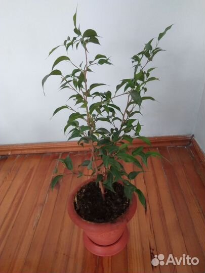 Бенджамина