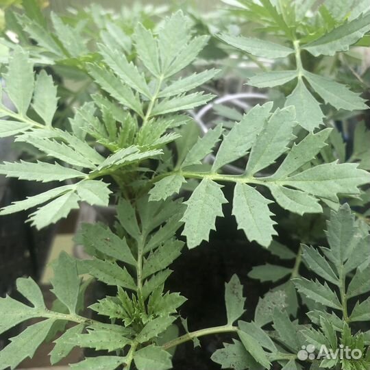 Рассада овощей и цветов