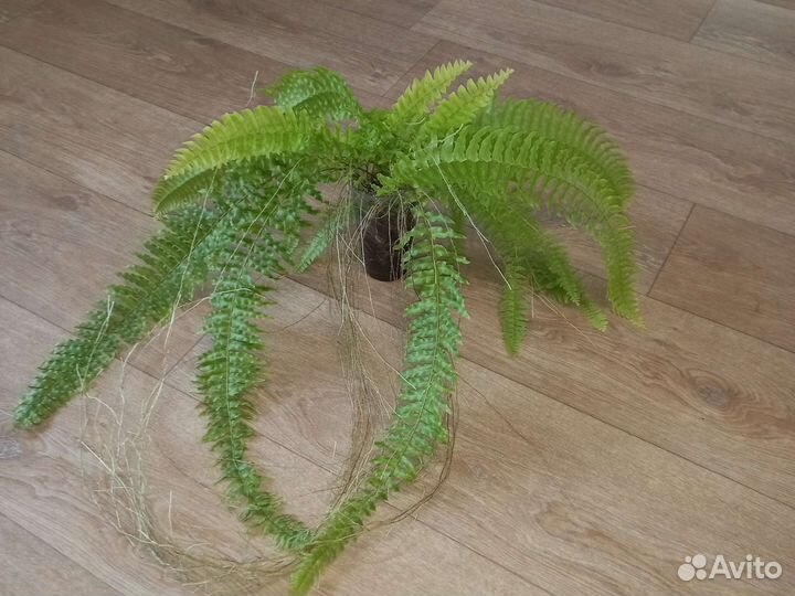 Папоротник нефролепис вариегатный Tiger