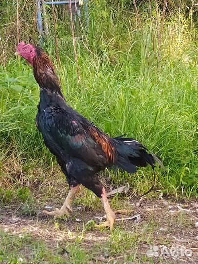 Бойцовые петухи