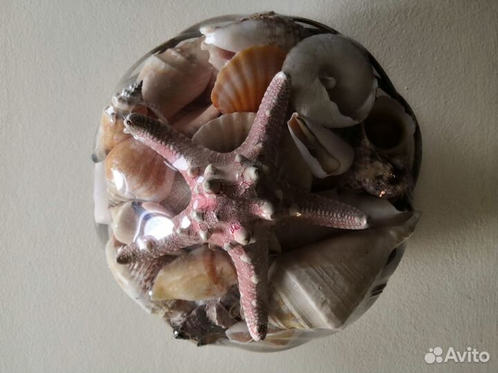 Морские ракушки раковины