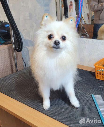 Шпиц вязка девочка