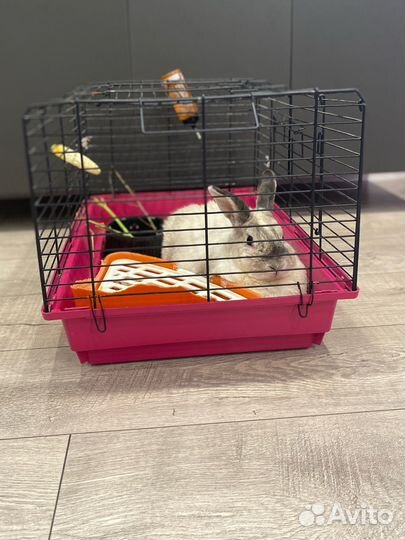 Домашний кролик