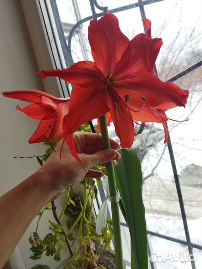 Гиппиаструм