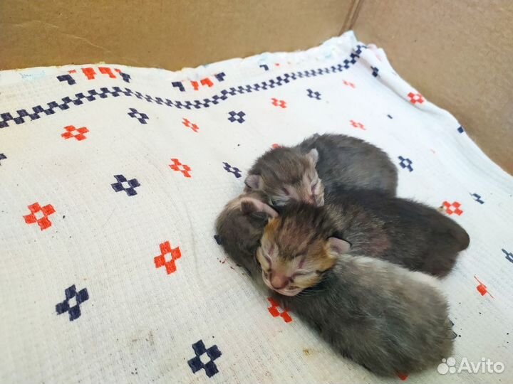 Котята В добрые руки бесплатно