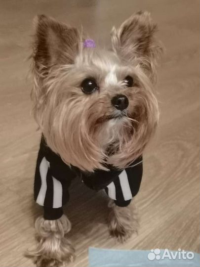 Йоркширский терьер мини беби фейс вязка