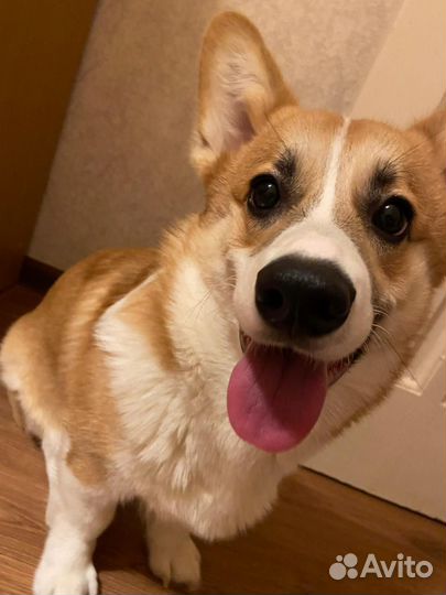 Керамическая тарелка с вашими питомцами