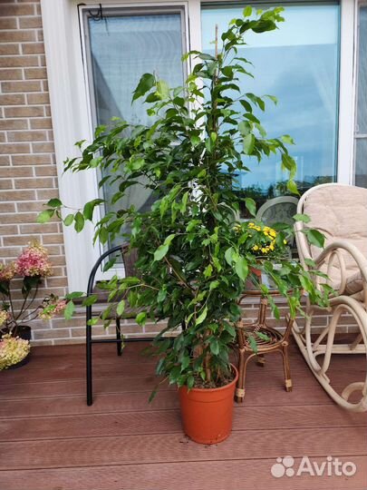 Фикус бенджамина 150см