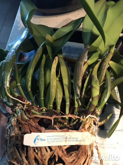 Катлея Blc King of Taiwan Dashin #1