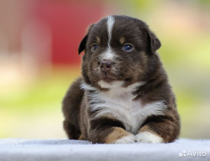 Малыш миниатюрной американской овчарки