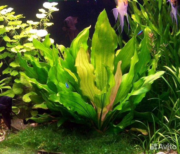 Эхинодорус трёхцветный. Аквариумные растения