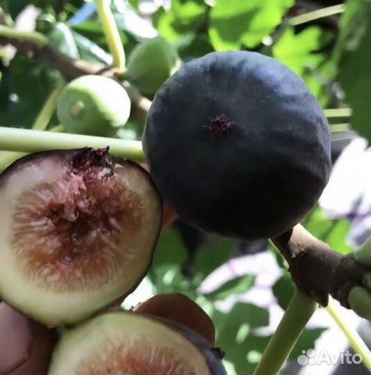 Домашние экзотические растения