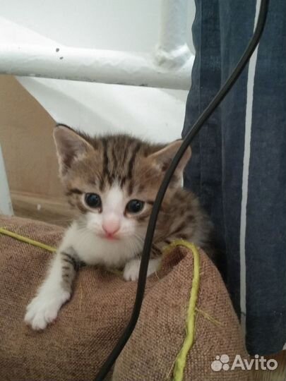 Котенок в дар бесплатно