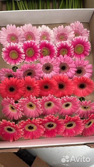 Цветы оптом
