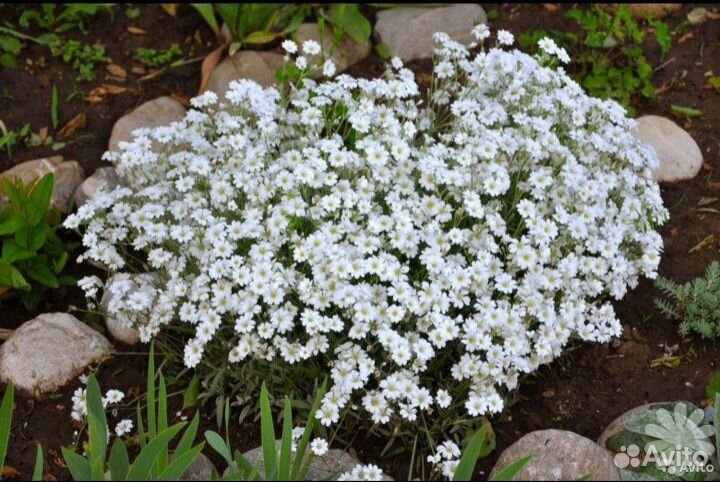 Ясколка, мята, мелисса