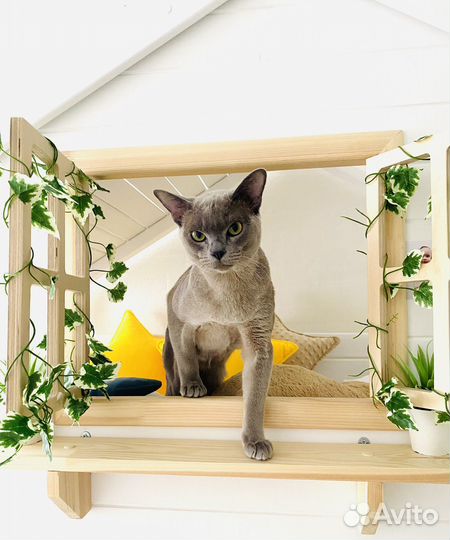 Вязка бурманский кот