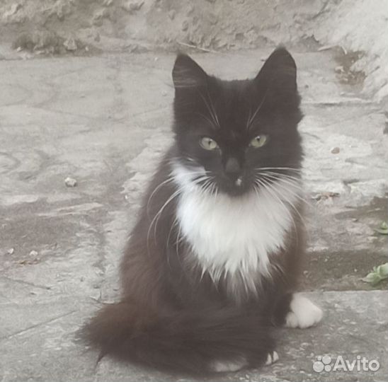 Котята в добрые руки мальчики