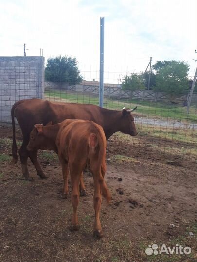 Прод. Коровы, телята подсосные.цена договорная