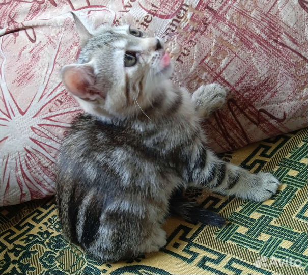 Кошка в дар бесплатно