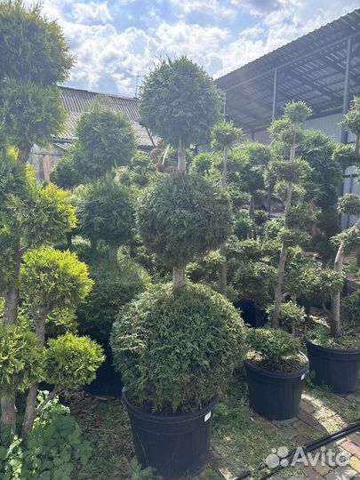 Бонсайчики разные в осартименте