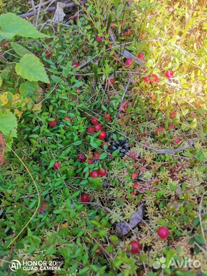 Клюква свежая