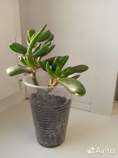 Крассула хоббит