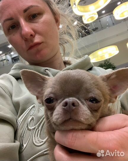 Вязка кобель чихуахуа