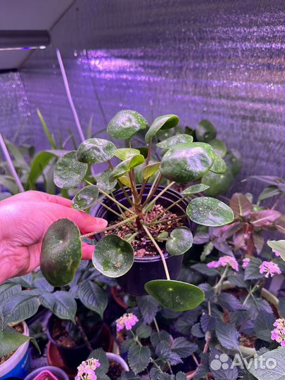 Пилея пеперомиевидная