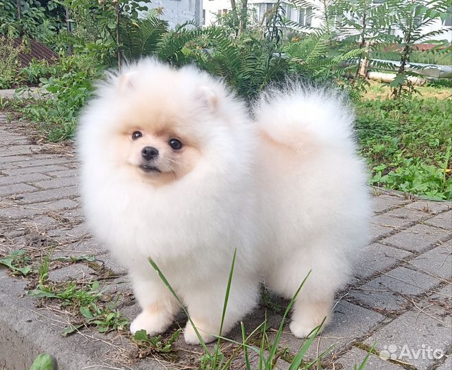 Померанский шпиц