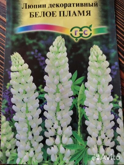 Люпин рассада