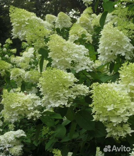 Гортензия метельчатая Лаймлайт