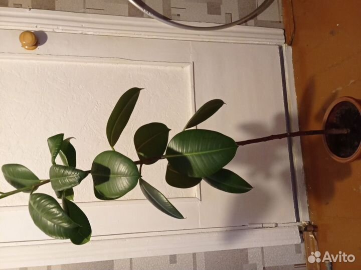 Фикус каучуконосный большой