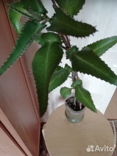 Каланхое лечебное