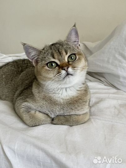 Британские котята