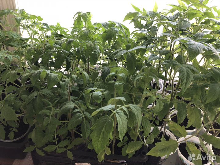 Рассада помидоров и перцев