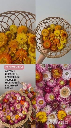 Семена цветов