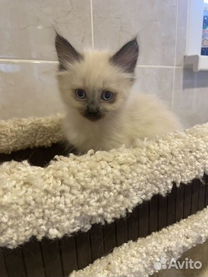 Сиамский котенок девочка