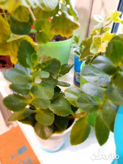 Отростки комнатных растений